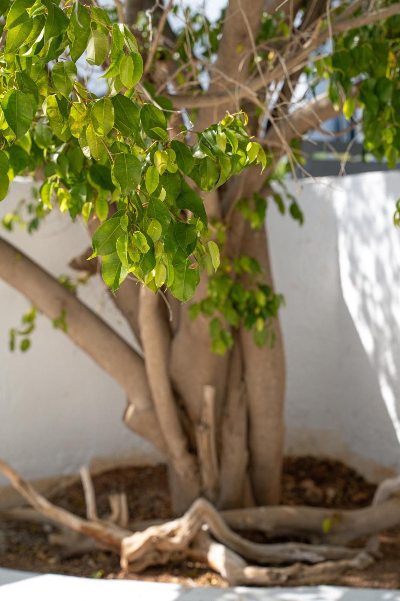 Apollonas & Sibylla Villa Chorio  Екстериор снимка